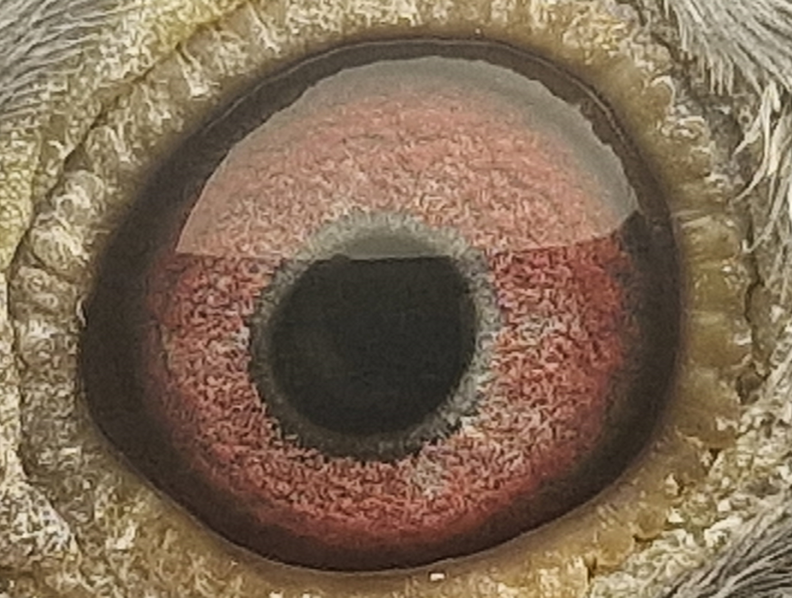 Pigeon eye